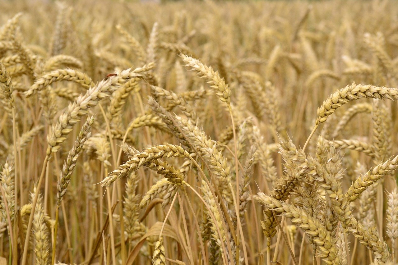 wheat, grain, wheat stalk-8236016.jpg